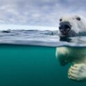 گرمایش زمین؛ بزرگ‌ترین دشمن خرس قطبی