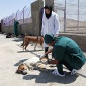 کشتن ۵۷۰۰ سگ از ابتدا سال تاکنون در مشهد