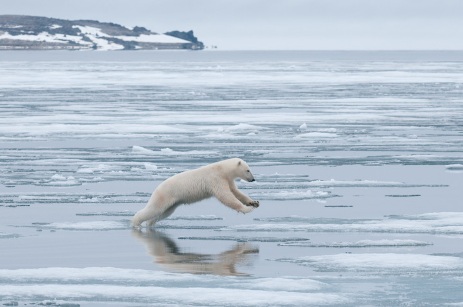 Polar bear in Svalbard, Norway.