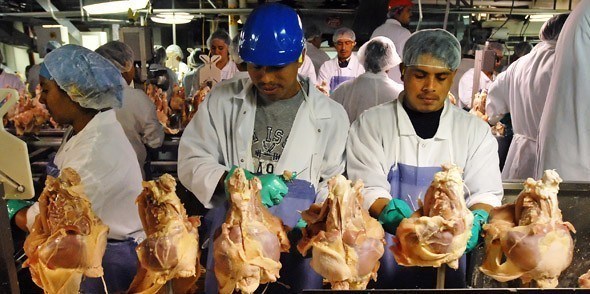 کارگران بزرگترین کارخانه گوشت آمریکا پوشک می‌بندند
