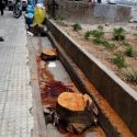 صدور مجوز قطع درختان از سوی شهرداری شیراز