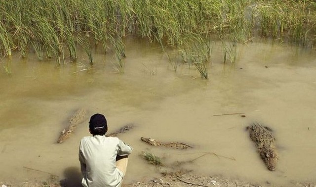 اهالی روستای کشاری و تمساح‌ها آب آشامیدنیشان را با هم قسمت می‌کنند