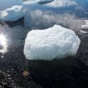 مهاجرت آبزیان به نقاط قطبی در نتیجه گرمایش زمین