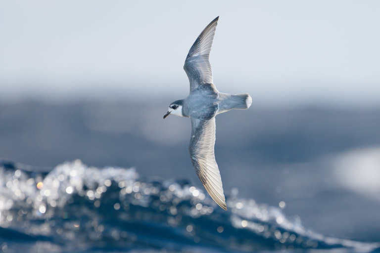 پرندگان ‌دریایی پلاستیک را بو می‌کشند و به اشتباه می‌خورند