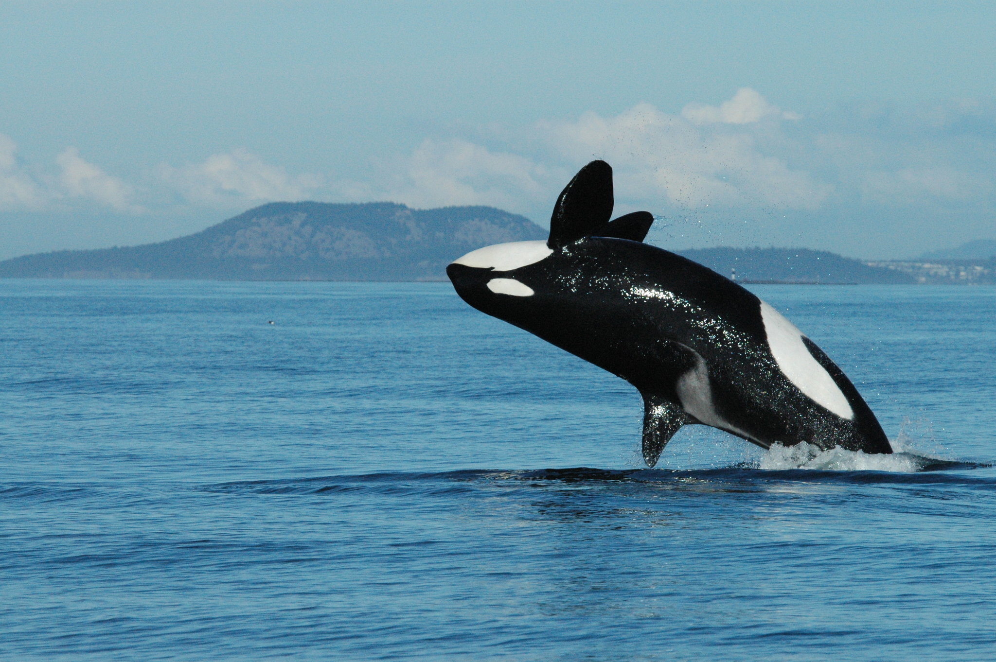 چرا نهنگ‌های قاتل یائسه می‌شوند؟
