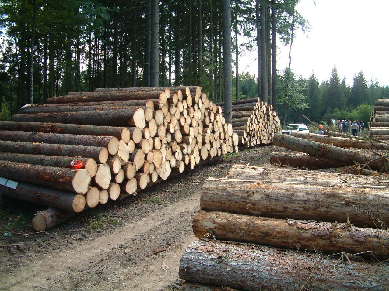 تصویب ممنوعیت بهره‌برداری تجاری از جنگل‌های شمال