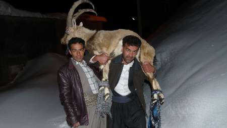 نجات کل کوهی گرفتار در برف در اورامان سروآباد