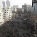 باغ‌کشی در پایتخت