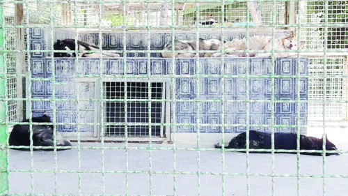 زندان‌هایی برای حیوانات