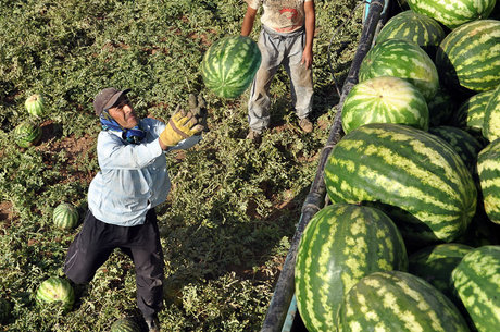 افزایش ۲۹ درصدی صادرات آب به نام هندوانه