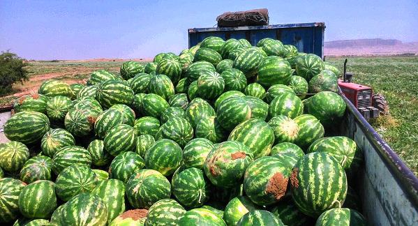 هر سال یک سد کرج هندوانه صادر می‌کنیم