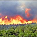 سالانه ۱۵هزار هکتار از جنگل‌های ایران در آتش می‌سوزد