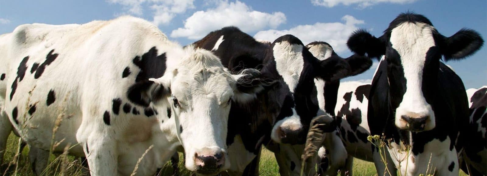 گوشت گوساله با «نژاد برتر» کیلویی ۹۰۰هزار تومان