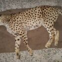 سکوت پرتال خبری سازمان محیط زیست درباره مرگ یوزپلنگ ایرانی تاسف‌بار است