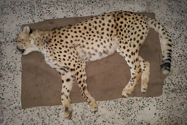 سکوت پرتال خبری سازمان محیط زیست درباره مرگ یوزپلنگ ایرانی تاسف‌بار است