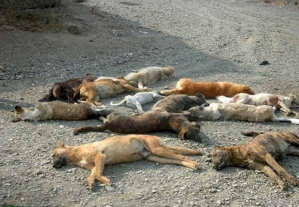 بیش از ۲۰۰ قلاده سگ شب گذشته در اهواز قتل‌عام و سوزانده شدند