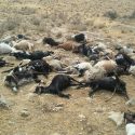 قطب دام کشور در معرض آلودگی‌های صنایع مس