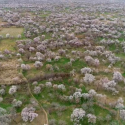 نامه کنشگران قزوین به رئیس جمهور برای نجات باغستان شهر