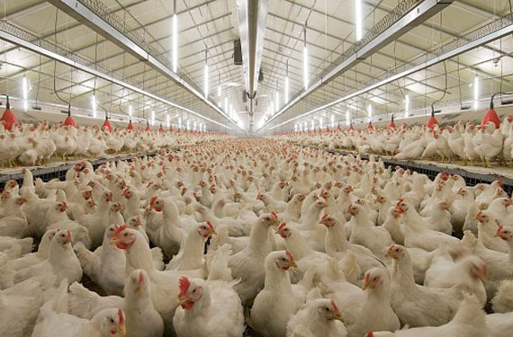 میزان تریاکی که برای مرغ‌ها مصرف می‌شود، نباید موجب نگرانی مردم شود