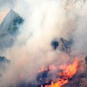 «سازمان جنگل‌ها نمی‌خواهد بحران آتش‌سوزی‌ها علنی شود»