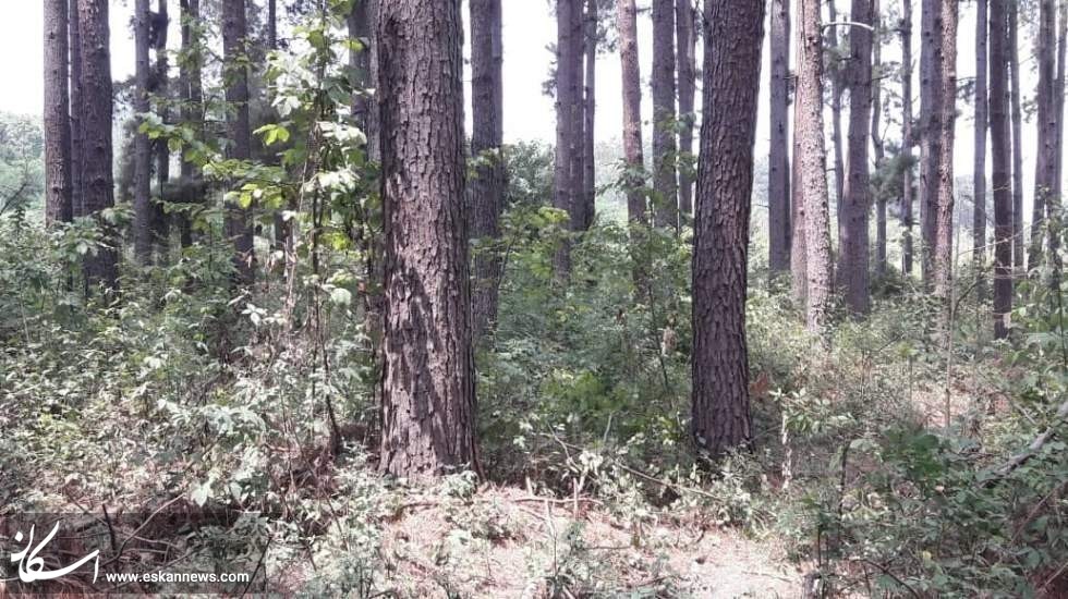 خطر نابودی جنگل‌های جلگه‌ای گیلان با مجوز سازمان جنگل‌ها