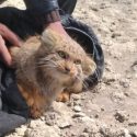 نجات گربه نادر پالاس در تالاب گاوخونی