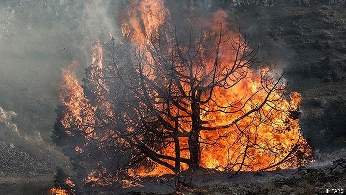 تمامی جنگل‌های ایران تا ۵۰ سال آینده نابود می‌شوند