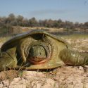 تنش آبی حیات وحش ایران را در خطر انقراض قرار داده است